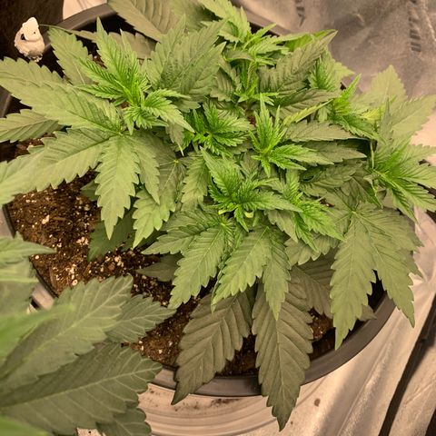 Dosidos  growlog timeline photo