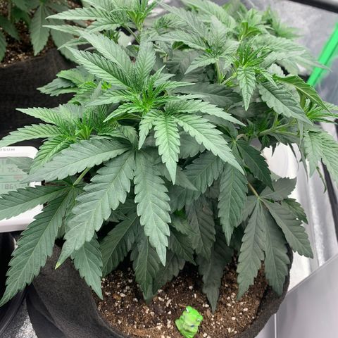 Dosidos  growlog timeline photo