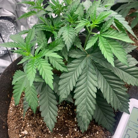 Dosidos #2 growlog timeline photo