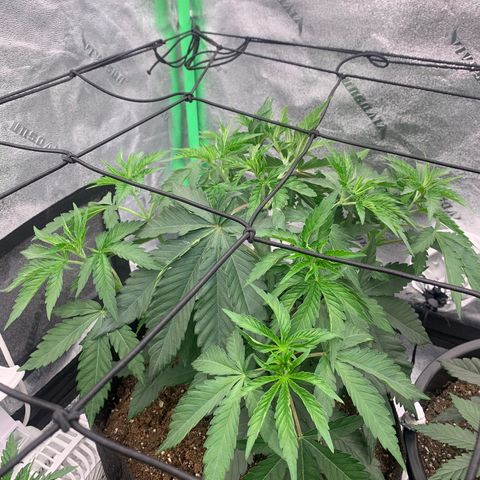Dosidos #2 growlog timeline photo