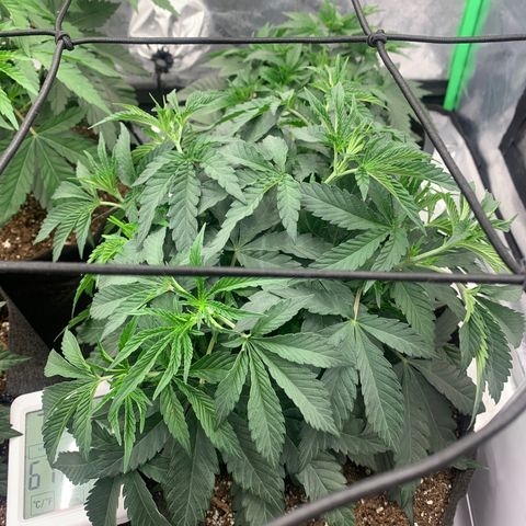 Dosidos  growlog timeline photo