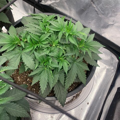 Dosidos  growlog timeline photo