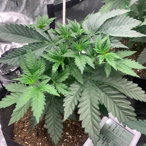 Dosidos #2 growlog timeline photo