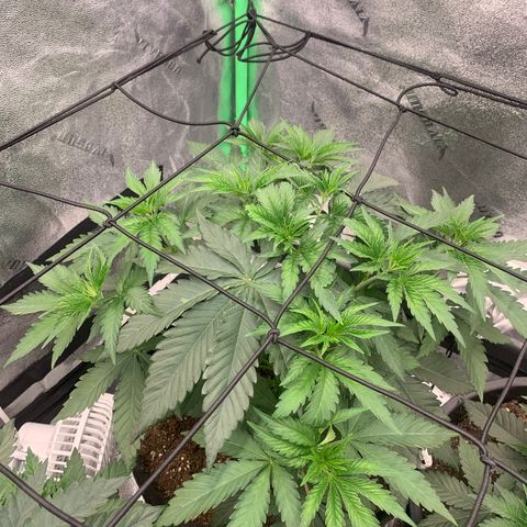 Dosidos #2 growlog timeline photo