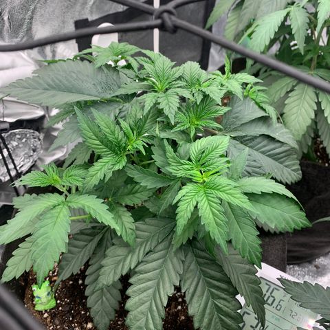 Dosidos #2 growlog timeline photo