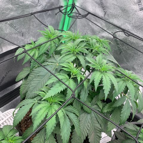 Dosidos #2 growlog timeline photo