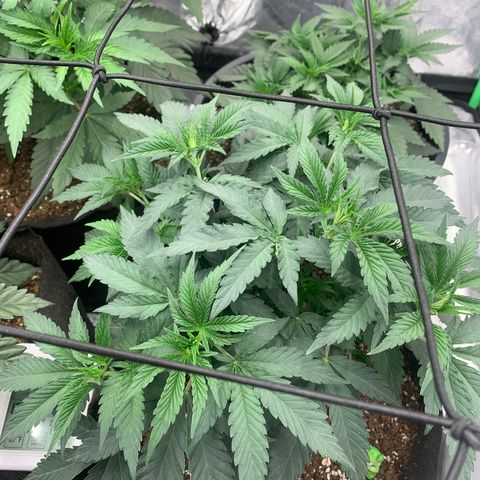 Dosidos  growlog timeline photo