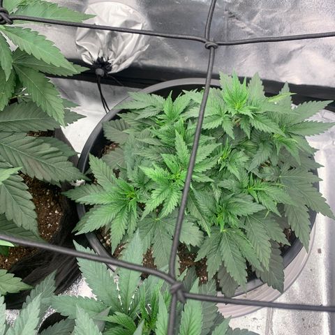 Dosidos  growlog timeline photo