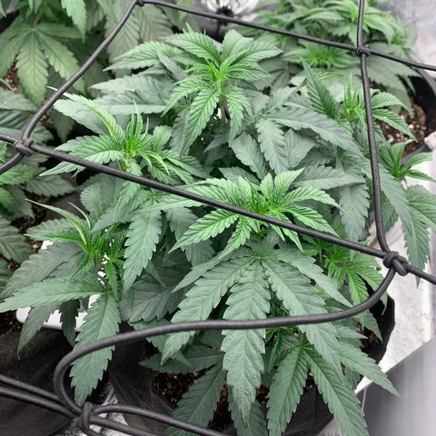 Dosidos  growlog timeline photo
