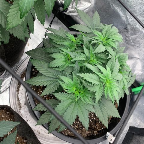 Dosidos  growlog timeline photo