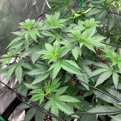 Dosidos #2 growlog timeline photo