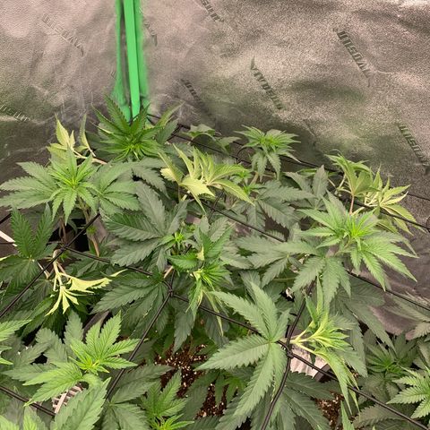 Dosidos #2 growlog timeline photo