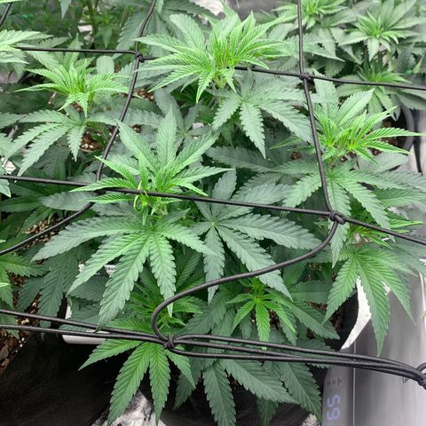 Dosidos  growlog timeline photo