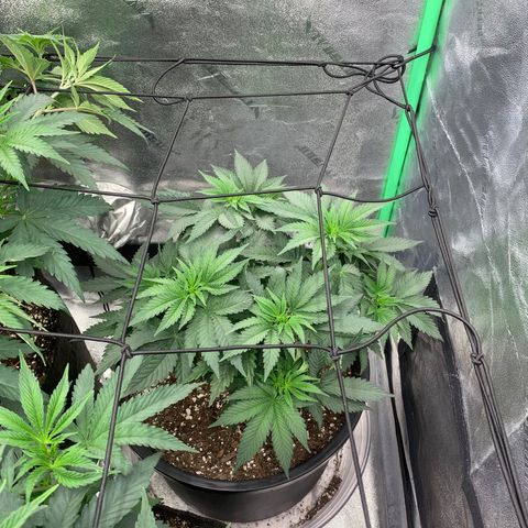 Dosidos  growlog timeline photo