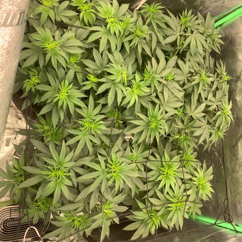 Dosidos  growlog timeline photo