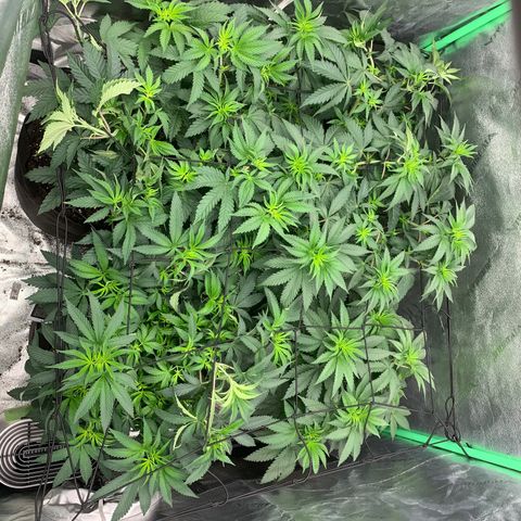 Dosidos  growlog timeline photo