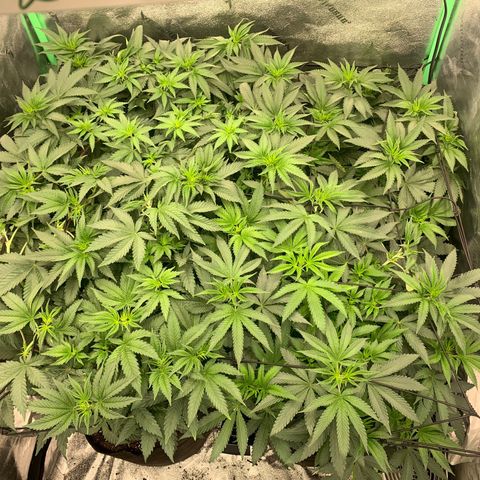 Dosidos #2 growlog timeline photo