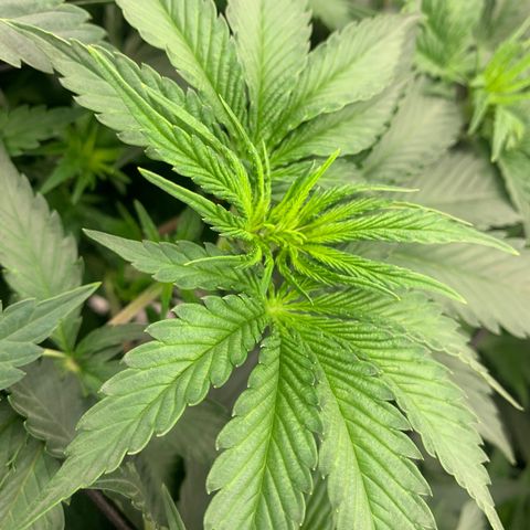 Dosidos  growlog timeline photo
