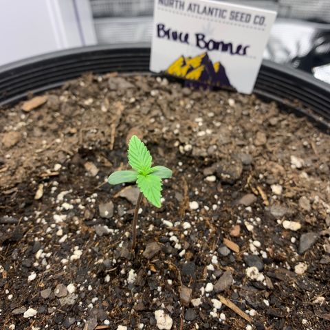 Bruce Banner growlog timeline photo