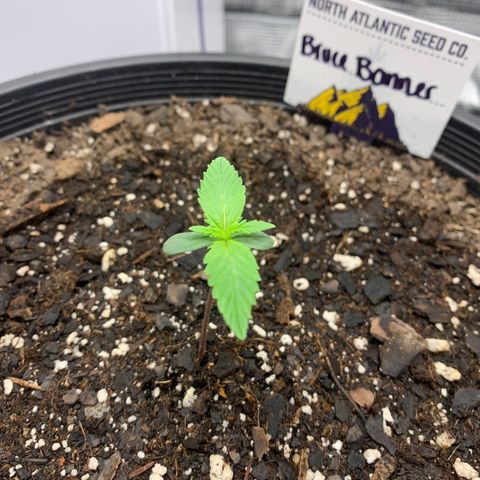 Bruce Banner growlog timeline photo