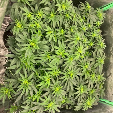 Dosidos #2 growlog timeline photo