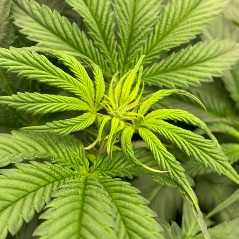 Dosidos  growlog timeline photo