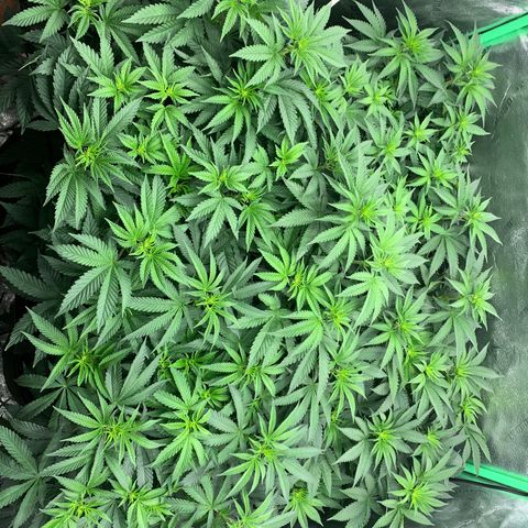 Dosidos #2 growlog timeline photo