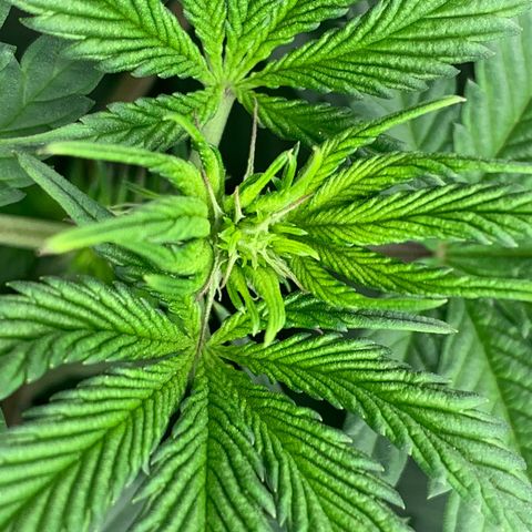Dosidos #2 growlog timeline photo