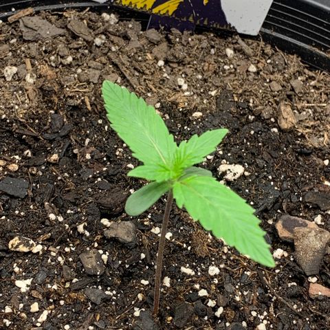 Bruce Banner growlog timeline photo