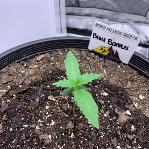Bruce Banner growlog timeline photo
