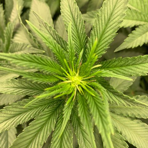 Dosidos  growlog timeline photo