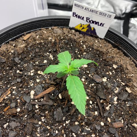 Bruce Banner growlog timeline photo