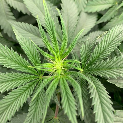 Dosidos #2 growlog timeline photo