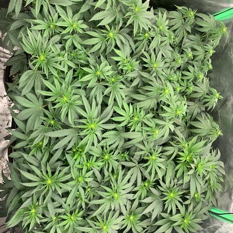Dosidos #2 growlog timeline photo
