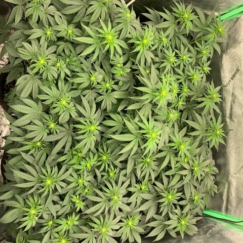 Dosidos #2 growlog timeline photo