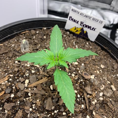 Bruce Banner growlog timeline photo
