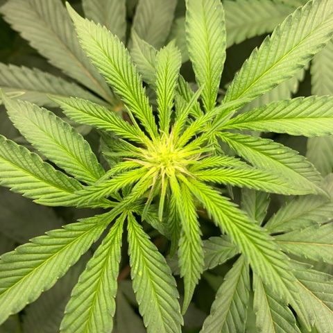 Dosidos #2 growlog timeline photo