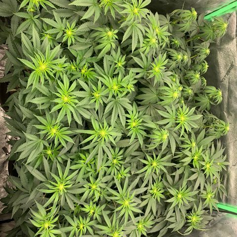 Dosidos #2 growlog timeline photo