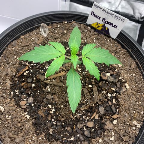 Bruce Banner growlog timeline photo