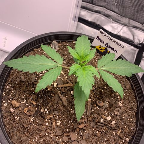 Bruce Banner growlog timeline photo