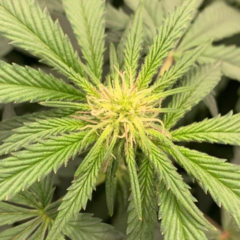 Dosidos #2 growlog timeline photo