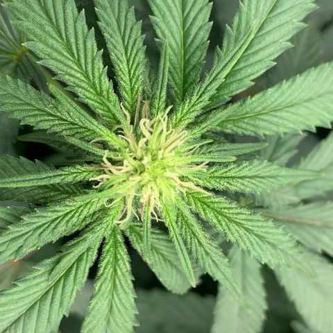 Dosidos  growlog timeline photo