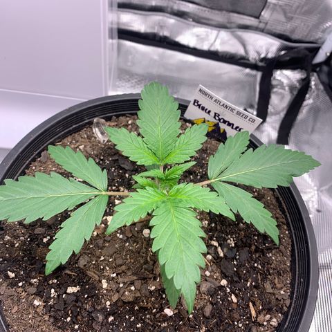Bruce Banner growlog timeline photo