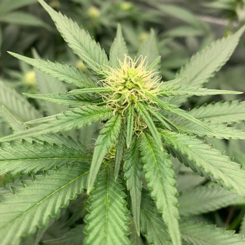 Dosidos  growlog timeline photo