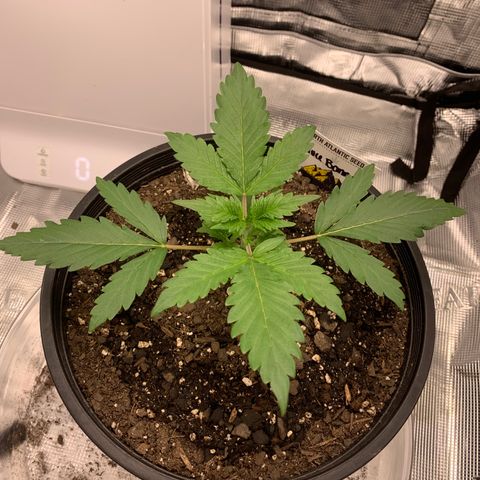 Bruce Banner growlog timeline photo