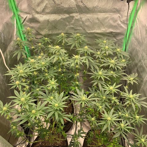 Dosidos #2 growlog timeline photo