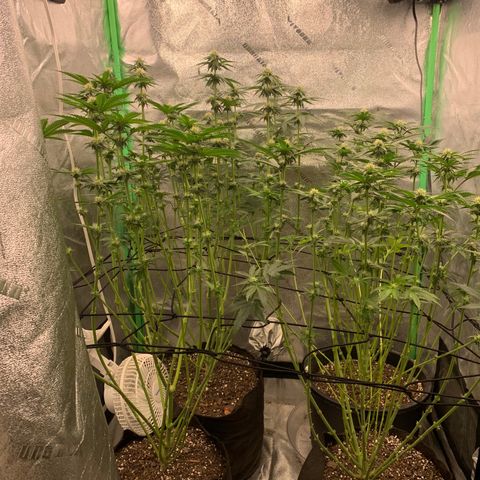 Dosidos #2 growlog timeline photo
