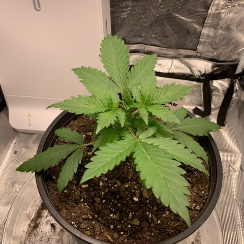 Bruce Banner growlog timeline photo