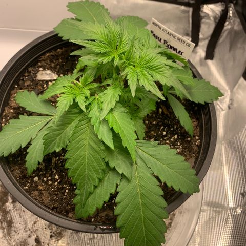 Bruce Banner growlog timeline photo