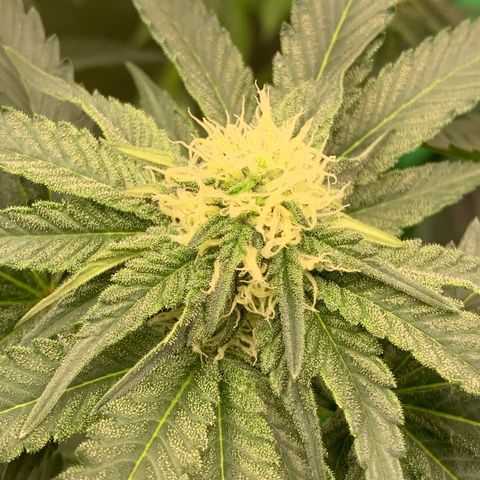 Dosidos  growlog timeline photo
